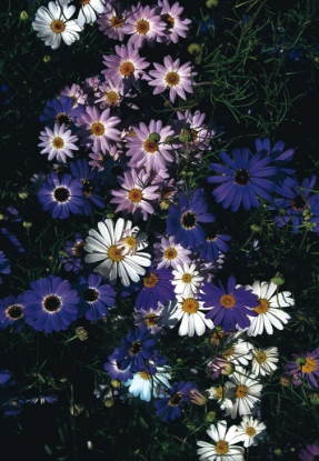 Picture of Brachycome - Iberidifolia Mixed